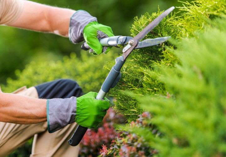 garden-care-and-maintenance-in-Sydney